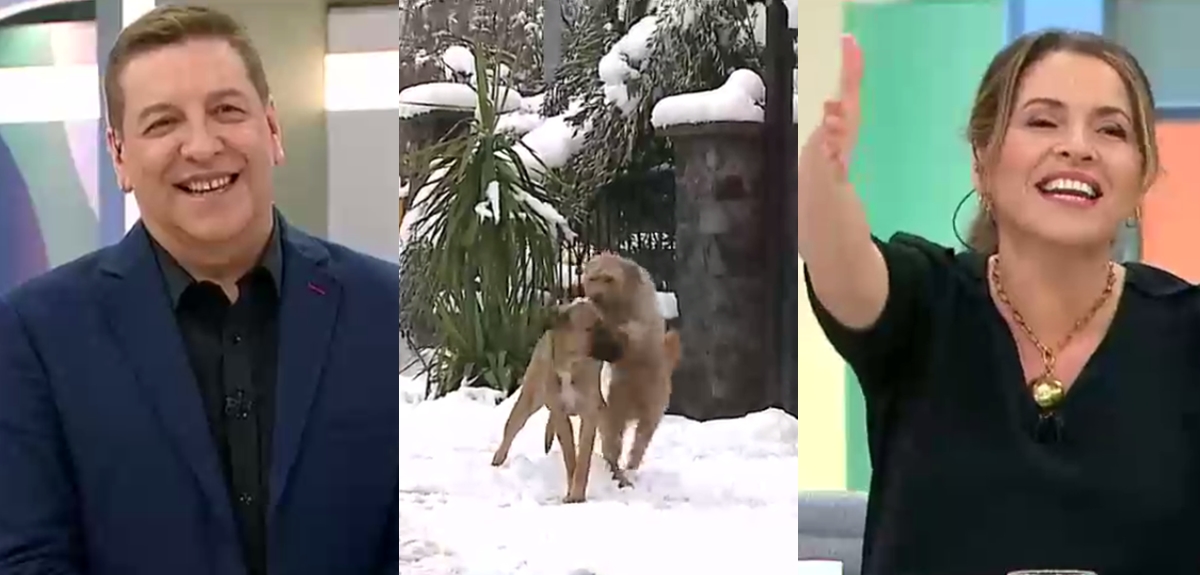 Cariñosa acción de perrito sacó risas en Contigo en la mañana: 