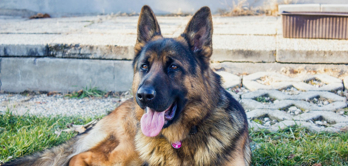 Hombre apuñaló y dejó en riesgo vital a pastor alemán en Punta Arenas: fue formalizado por maltrato
