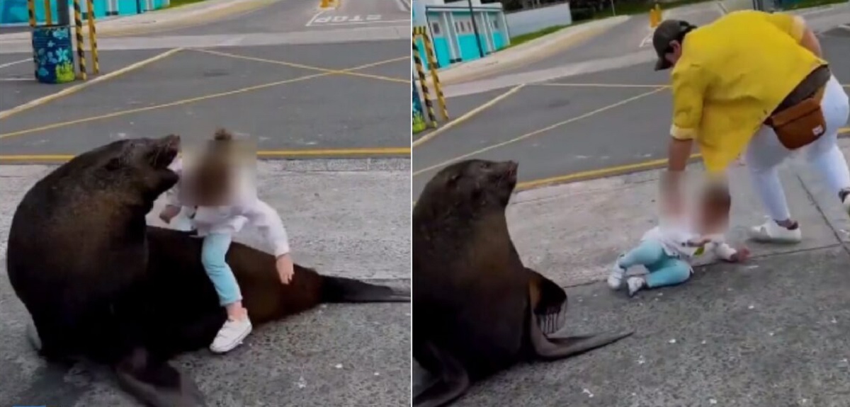 Padres imprudentes exponen a hija al ataque de un lobo marino: 