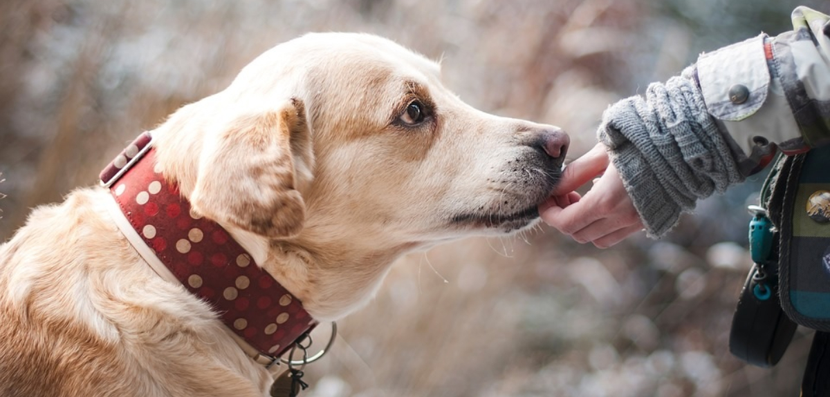 Presentan proyecto de ley para otorgar permiso laboral por muerte de mascotas