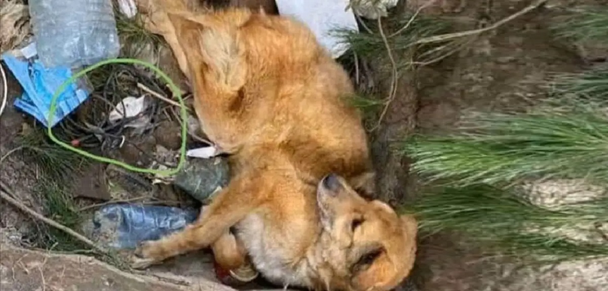 Crueldad en la guerra: soldados rusos le pusieron una bomba a un perro para atacar Ucrania