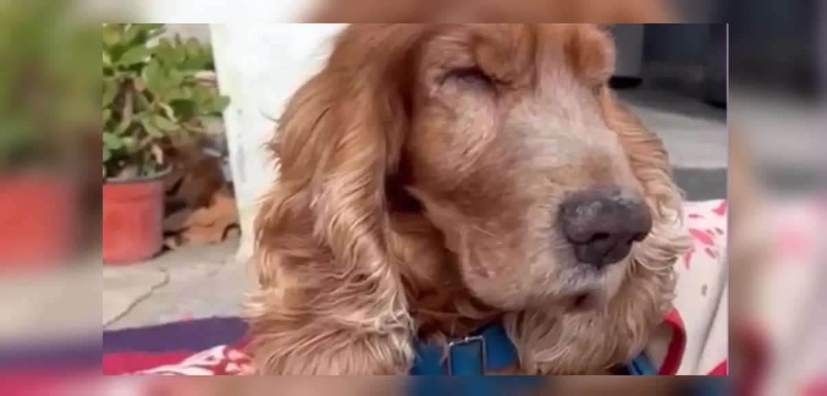 Un perro ciego fue abandonado por su dueña con una carta: cámaras captaron el desgarrador momento