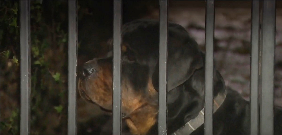 Colmevet reforzó importancia de tenencia responsable: ataque de perros en La Reina se pudo prevenir