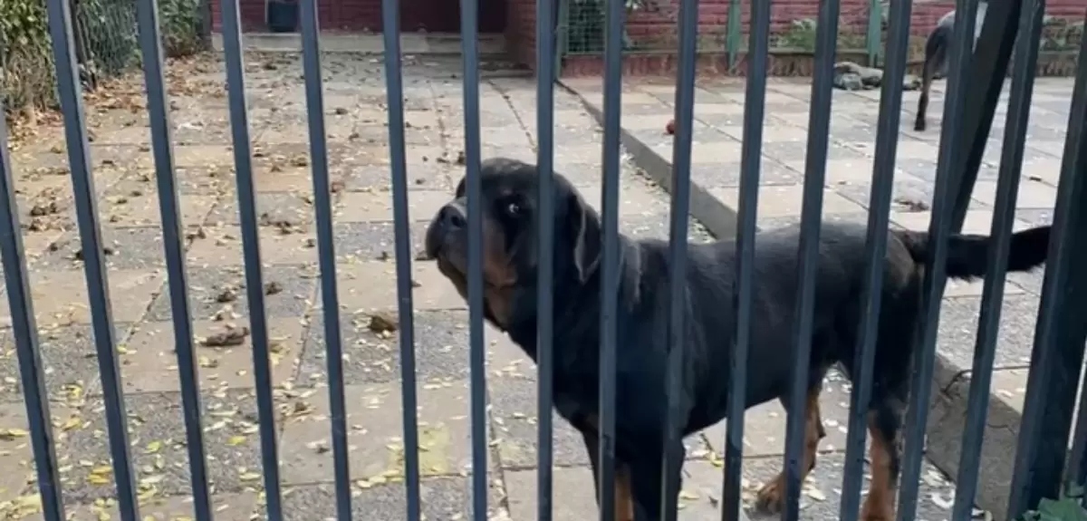 Confiscan perros rottweiler que atacaron a niña de 5 años en La Reina: ya existían reclamos y multas