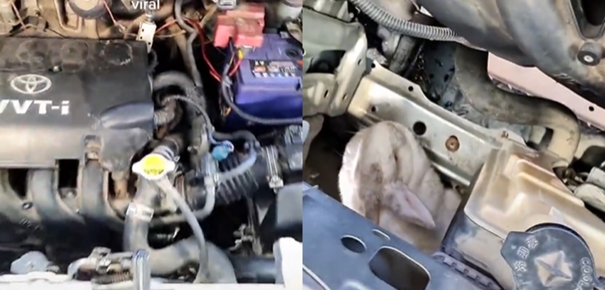 Trabajadores de la revisión técnica hallan a conejo en motor de vehículo: 