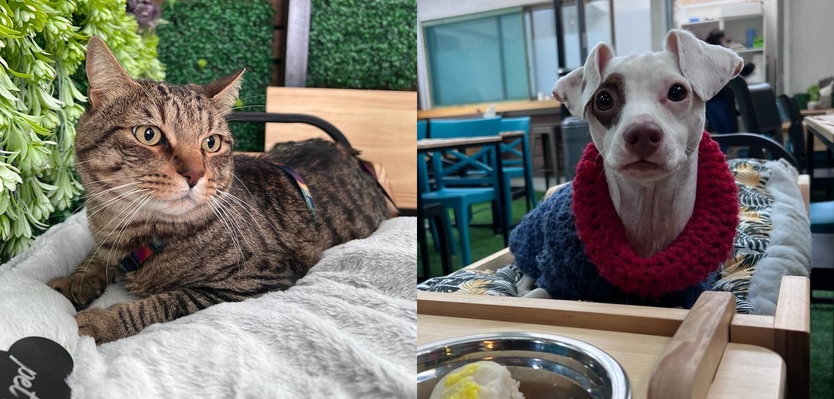 mascotas en Magic Coffee