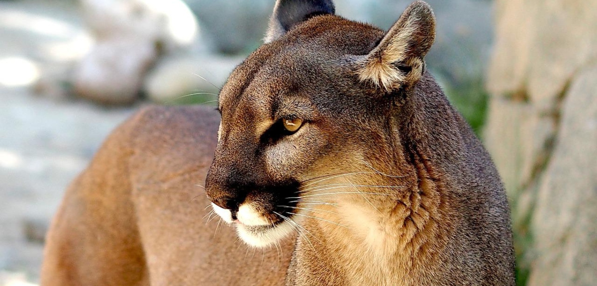 Cuatro pumas fueron grabados cazando a pocos metros de una casa en San Juan de la Costa