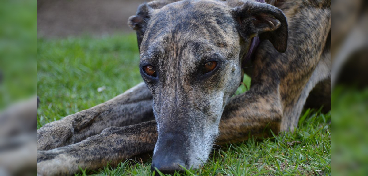 14 perros fueron rescatados de un canil clandestino en Limache: estaban enfermos y desnutridos