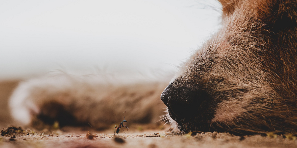 Macabro hallazgo impactó a familia de Osorno: encontraron a su perro desollado por desconocidos