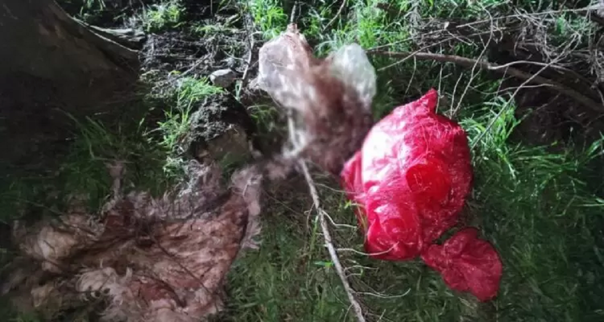 Macabro hallazgo impactó a familia de Osorno: encontraron a su perro desollado por desconocidos