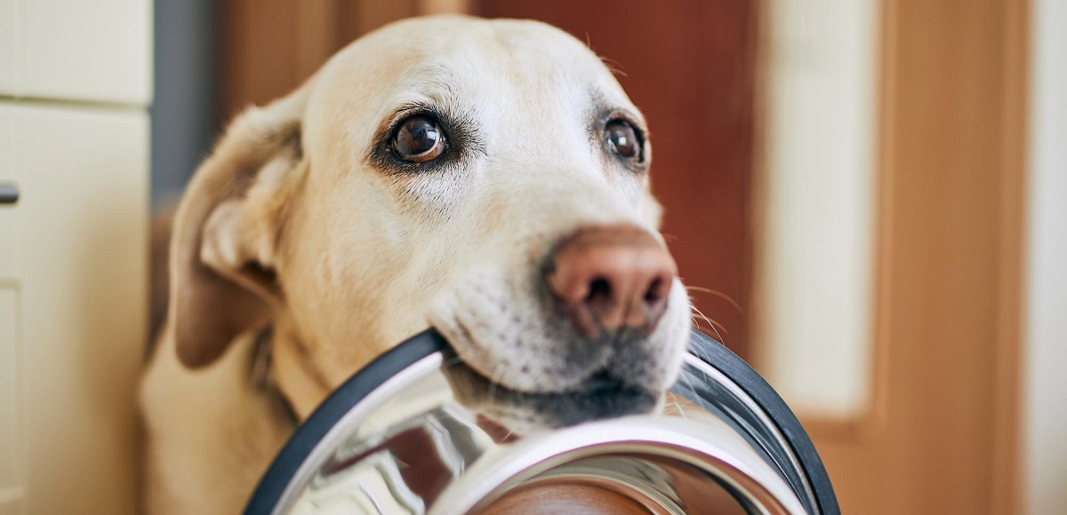 ¿Pueden las mascotas comer empanadas, longanizas o huesos en Fiestas Patrias? Académica lo aclaró