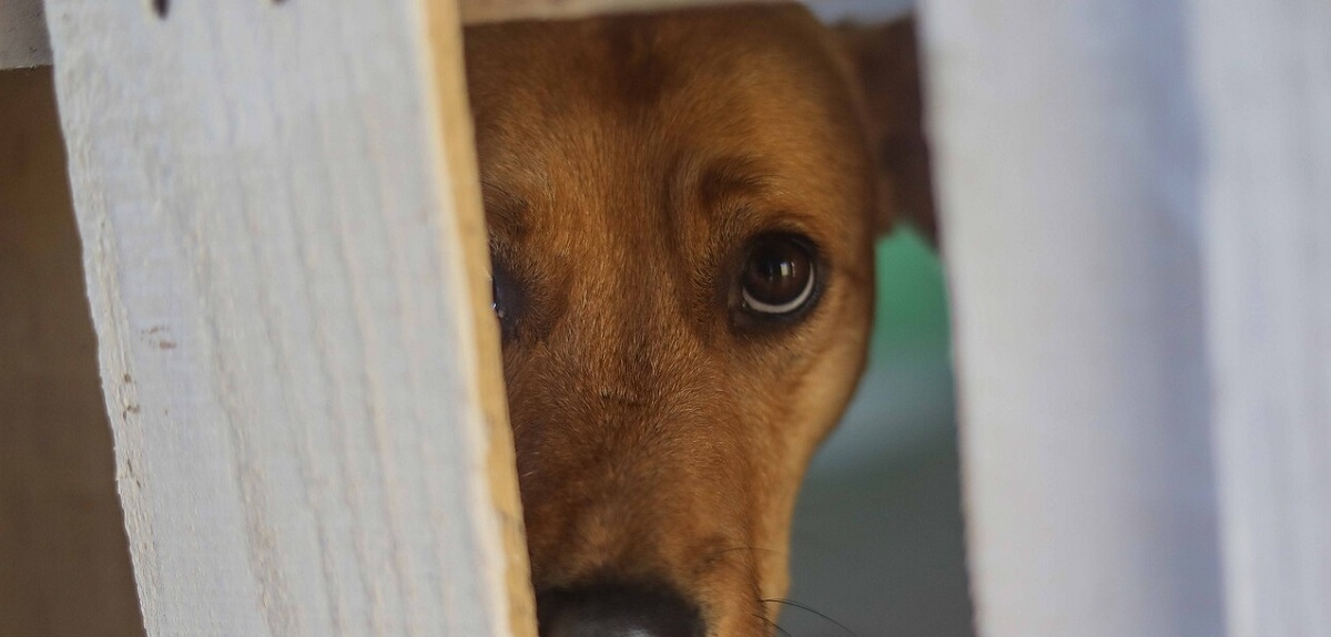 Denuncian faenamiento de perros, gatos y caballos tras hallazgos en El Quisco: municipio respondió