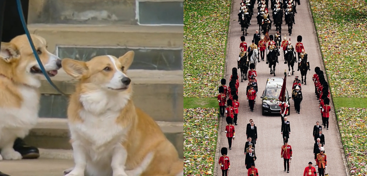 Las tristes fotos de las mascotas de la reina Isabel que dejó su funeral en la Abadía de Westminster