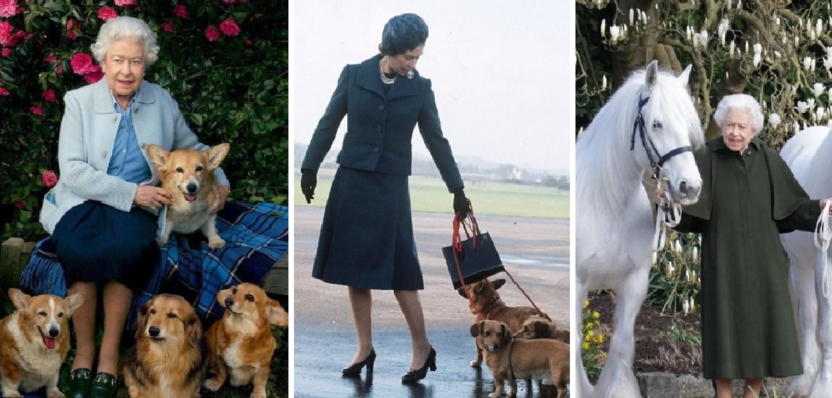 Qué pasará con los perros corgi y los caballos de la Reina Isabel II tras su muerte