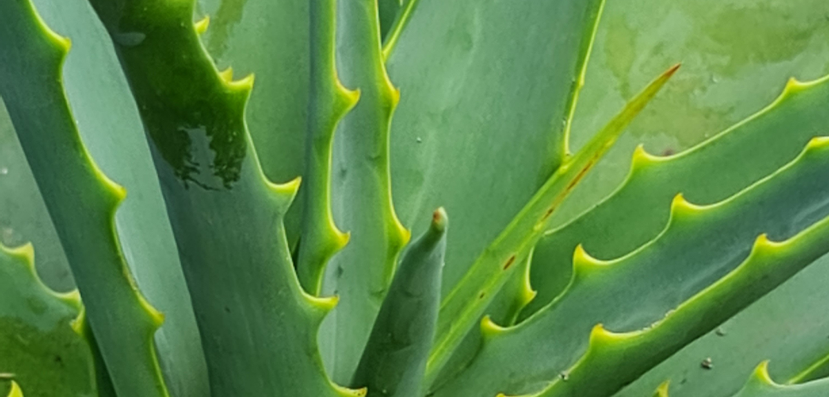 No solo sirve para el rostro y el cabello: los beneficios nutricionales del aloe vera 