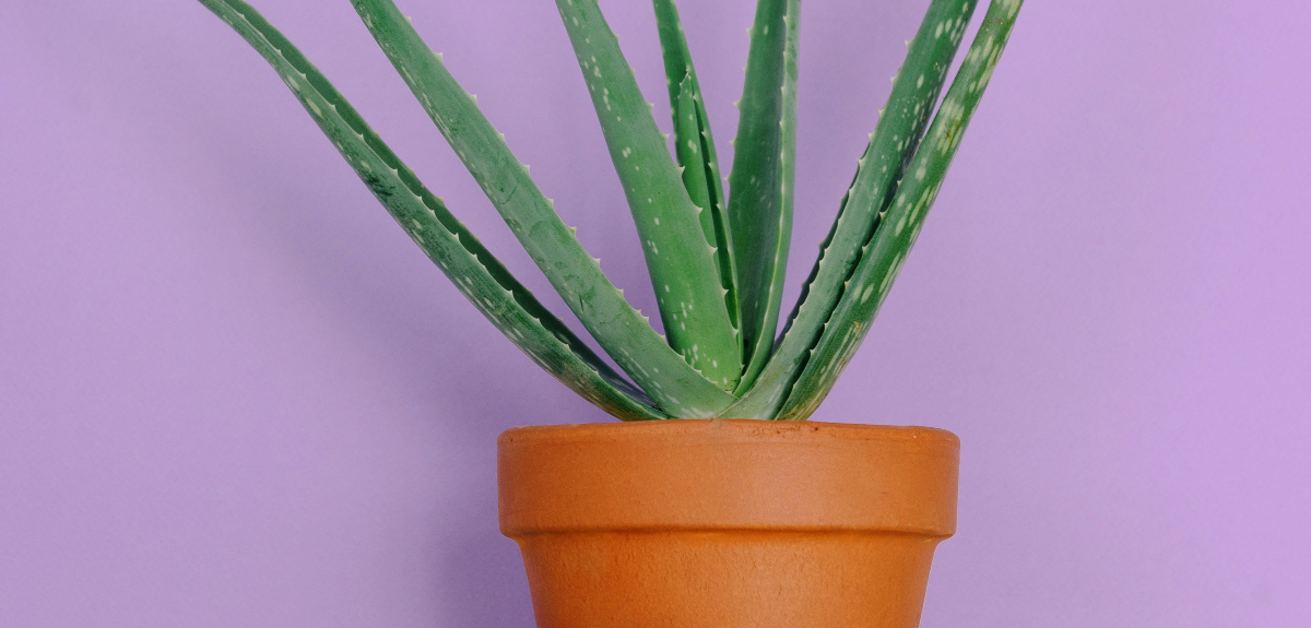 No solo sirve para el rostro y el cabello: los beneficios nutricionales del aloe vera 