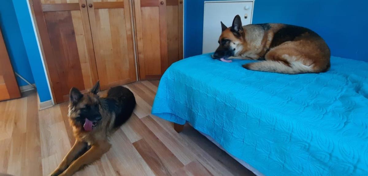 pastores alemanes perdidas