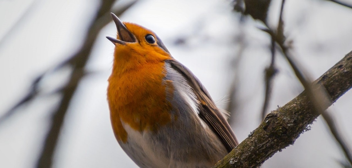 ¿Lo sabías? El canto de los pájaros tendría este beneficio para tu salud