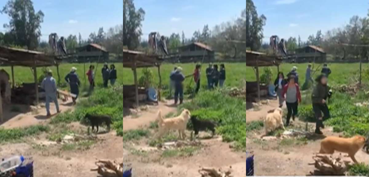 Equipo de Carmen Gloria vivió tenso momento en terreno: hermano de demandada la atacó con un palo