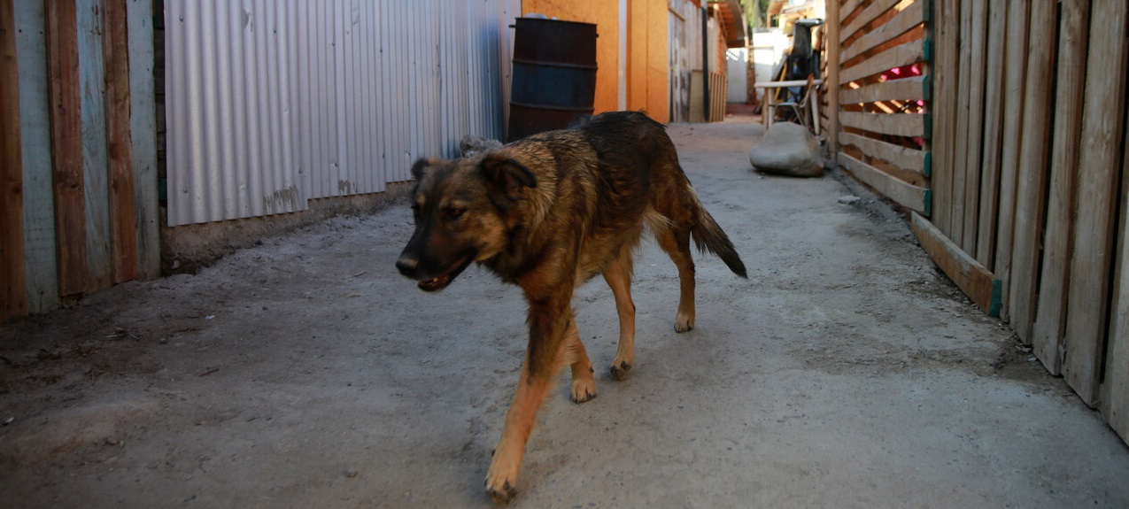 Denuncian casos de zoofilia en Viña del Mar: sujeto abusaría de perros callejeros y domésticos