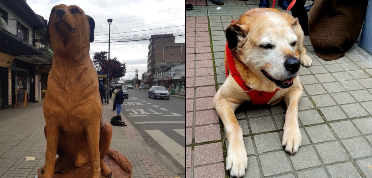 Don Luis Apolo recibió homenaje: inmortalizan a icónico perro de 21 años con una estatua en Osorno