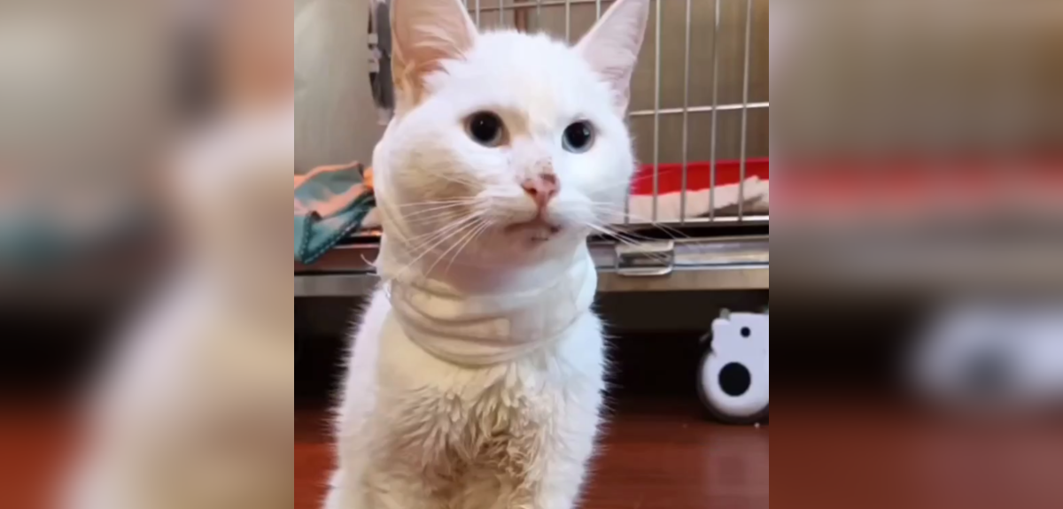 Indignante caso: gatita fue violada en Linares y alcalde anunció ayuda para costear gastos médicos