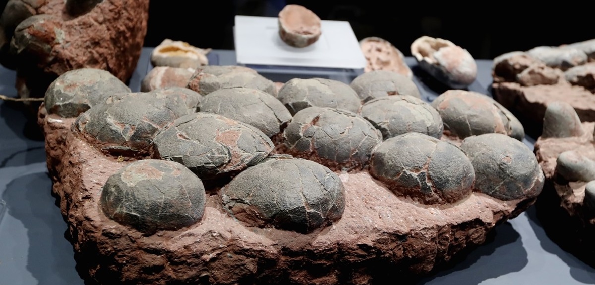Descubren huevos de dinosaurio de 80 millones de años en el centro de China