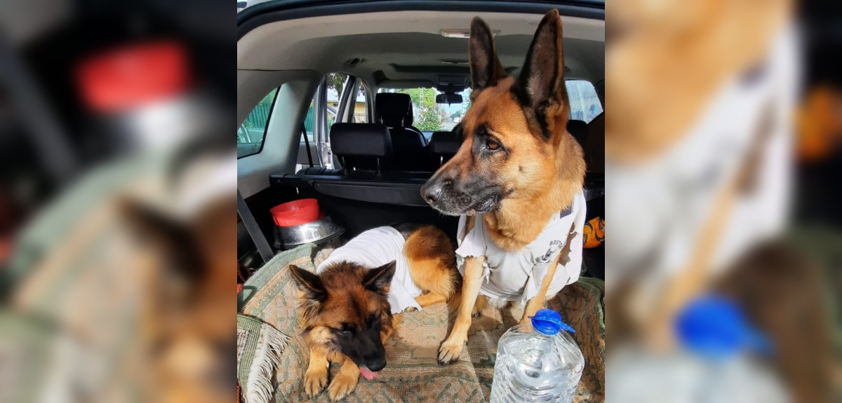 Mujer sufrió robo de su auto con sus dos perros dentro: intentó rescatarlos pero fue arrastrada