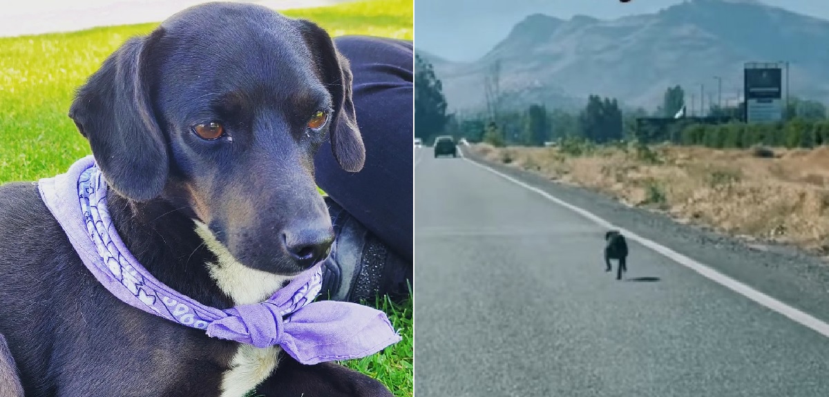 Final feliz: perrito que fue abandonado en carretera de Colina ya tiene un nuevo hogar