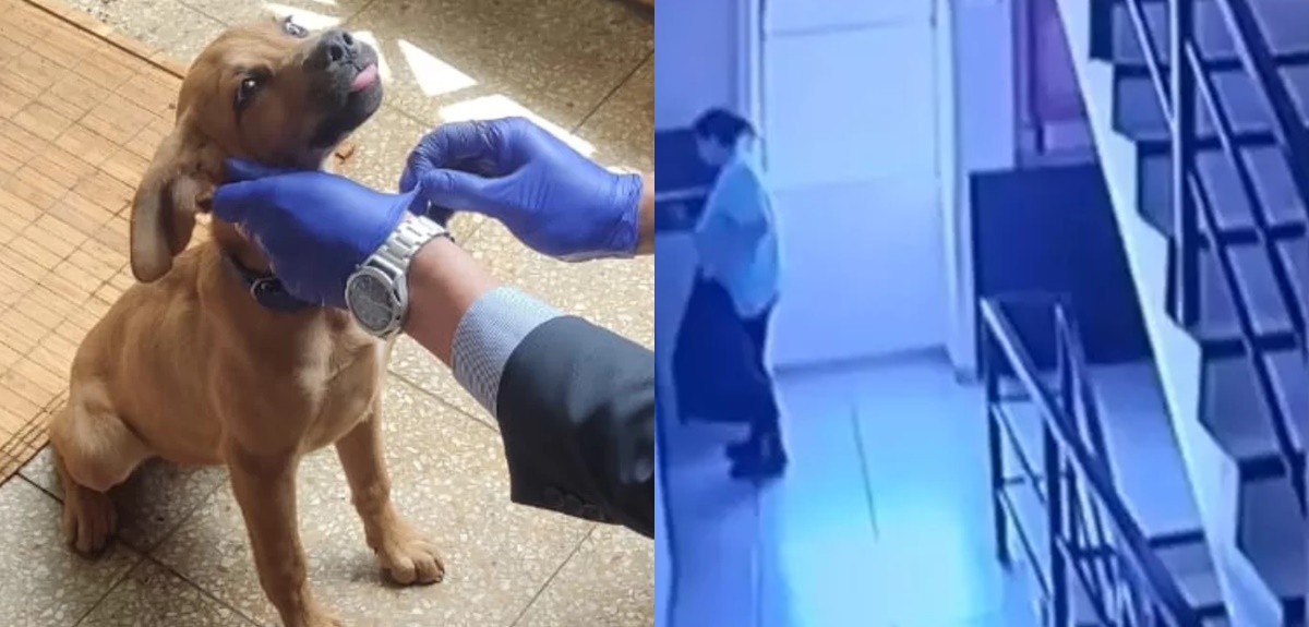 Perrito fue lanzado por ducto de basura en Antofagasta: dueña acusó que lo hizo porque 