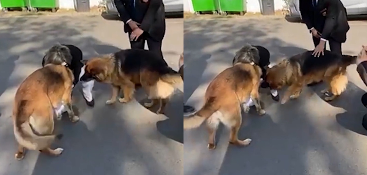 Registran emocionante reencuentro entre mujer y sus perras pastor alemán tras robo en Peñalolén