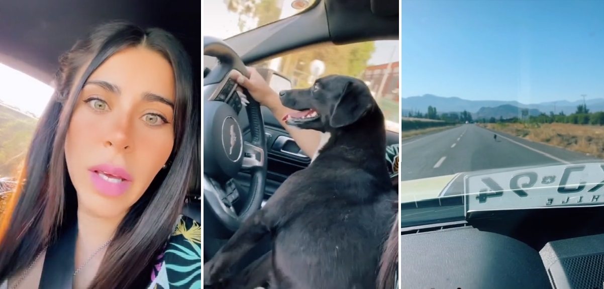 Usuaria de TikTok grabó momento en que perrito corre tras el auto que lo abandonó: ahora busca hogar