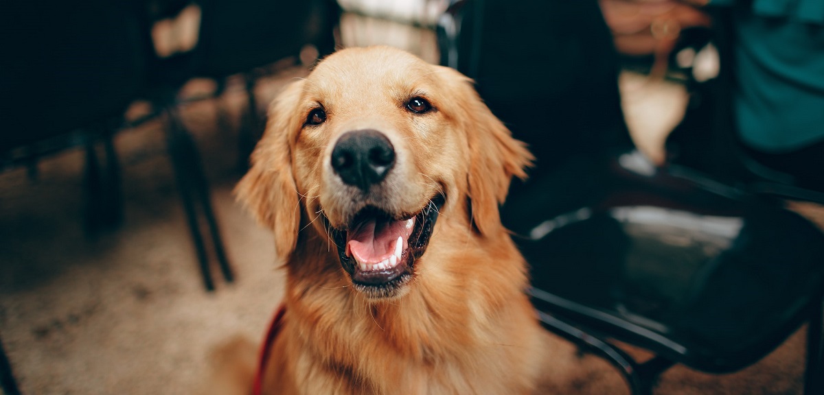 Colegio Médico Veterinario presentó recurso de protección contra el SII por cobro de IVA