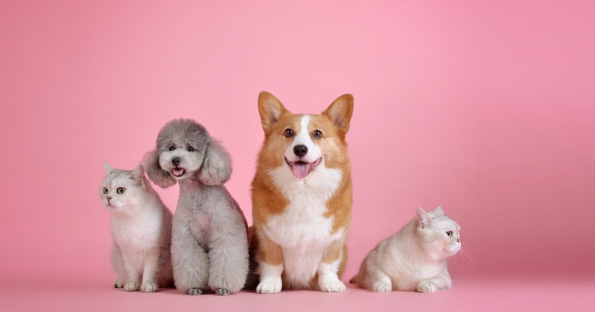 cómo proteger mascotas calor