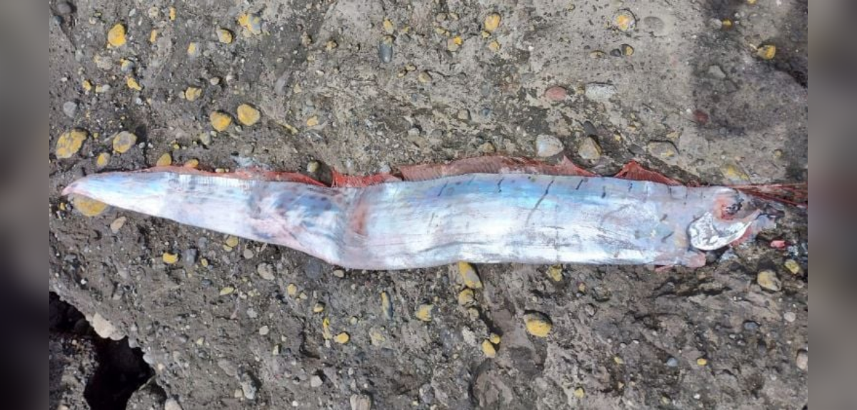 Hallazgo de pez remo de casi 5 metros puso en alerta a Chaitén: se asocia con terremotos y tsunamis