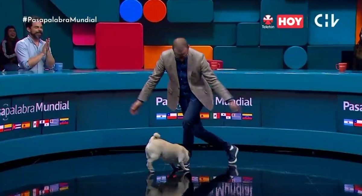 Julián Elfenbein perrita pug Pasapalabra