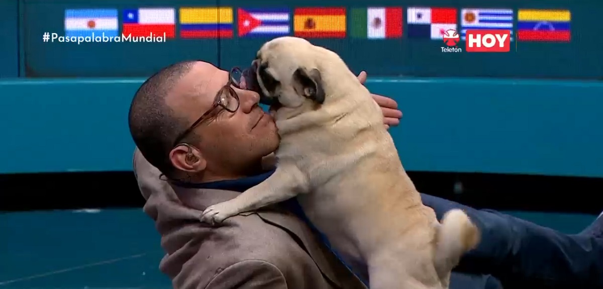 Perrita de Julián Elfenbein se robó las miradas en 'Pasapalabra' con sus divertidos 