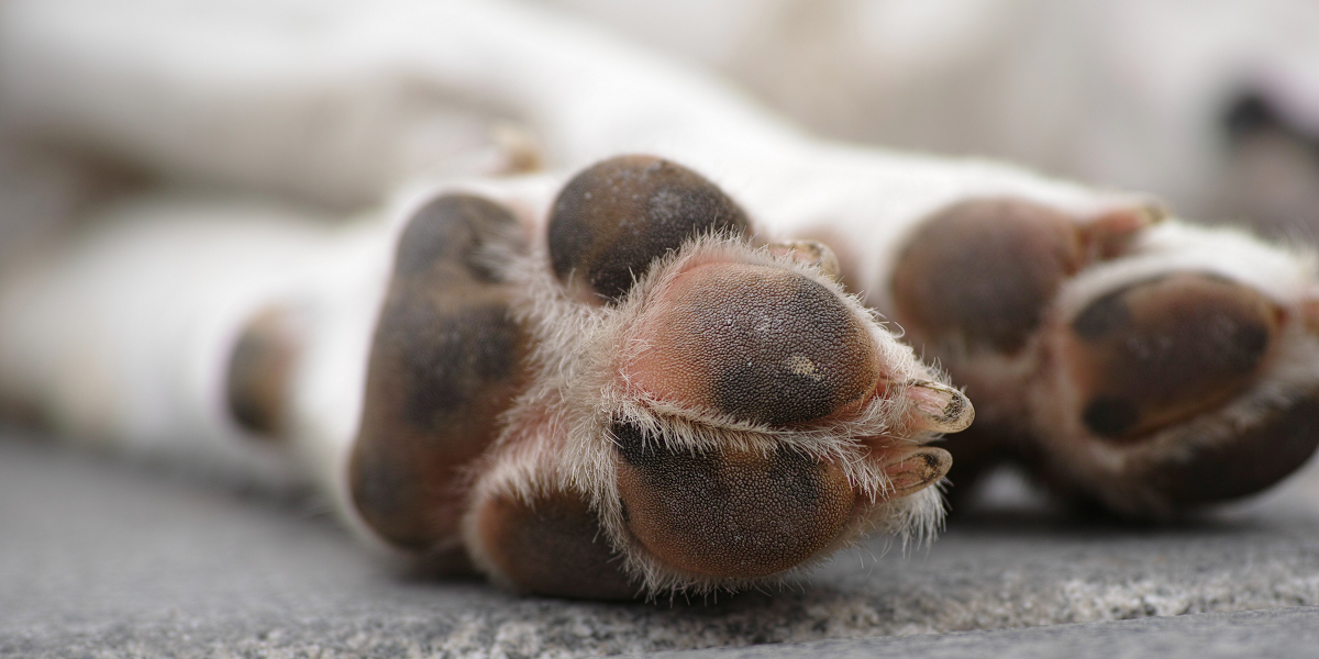 Denuncian horrendo caso de maltrato animal: hallan bolsas con restos de perros en Lo Prado