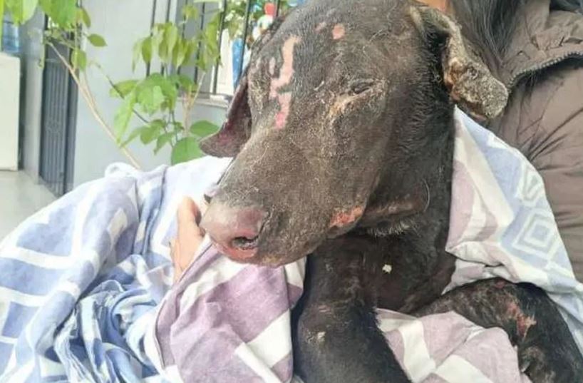 Mujer prendió fuego a perro de su expareja en señal de venganza