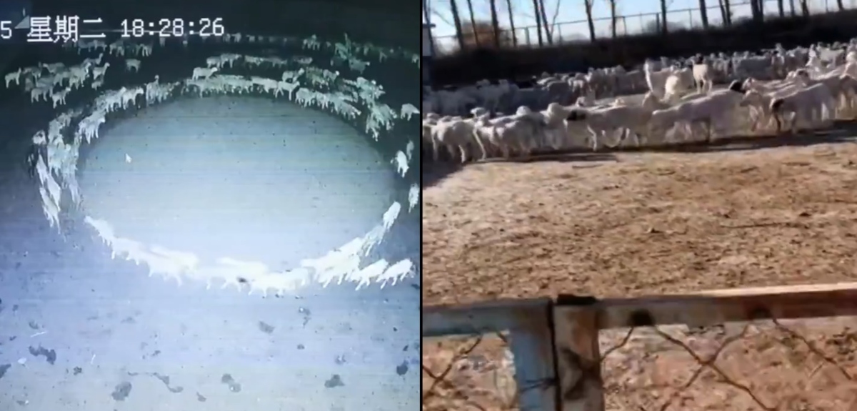 Experto explicó misterioso caso de ovejas que caminan formando un círculo desde hace 20 días