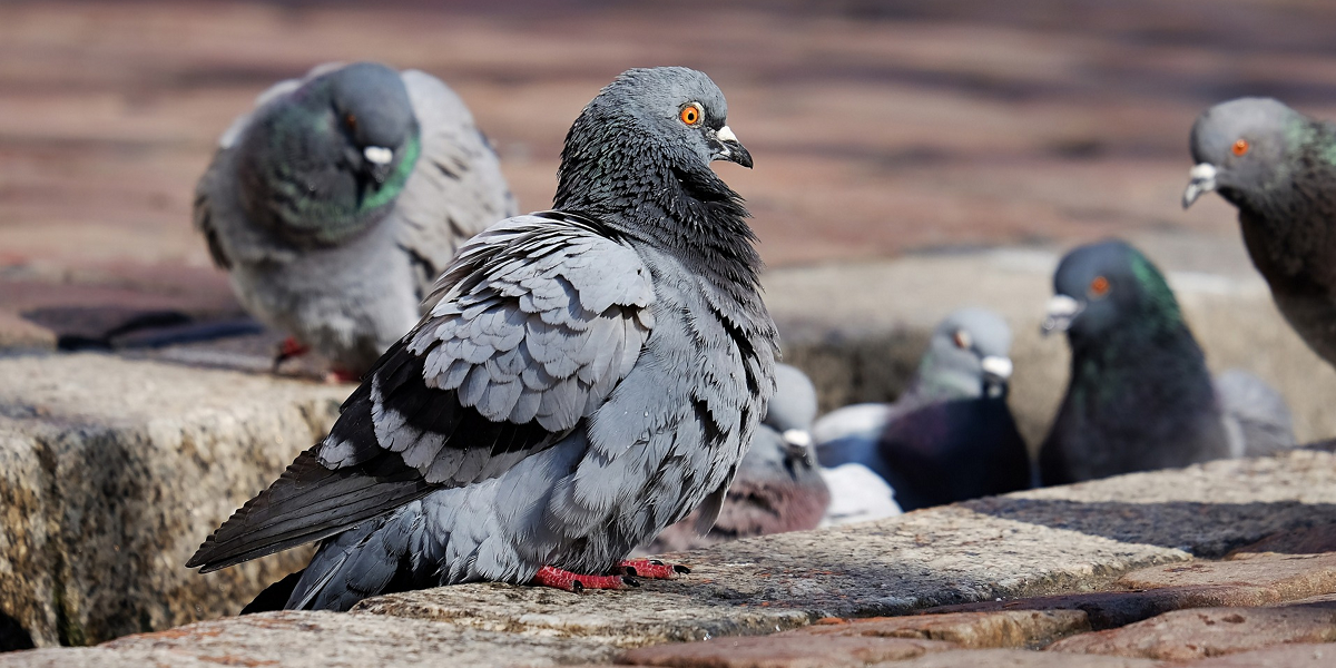 ¿Palomas zombies? Extraño virus comenzó a preocupar al Reino Unido