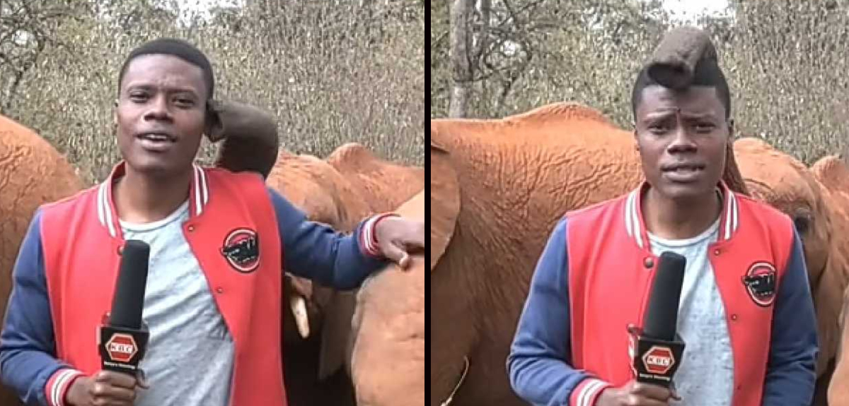 Elefante bebé interrumpió a periodista durante despacho en Kenia: gracioso registro se volvió viral