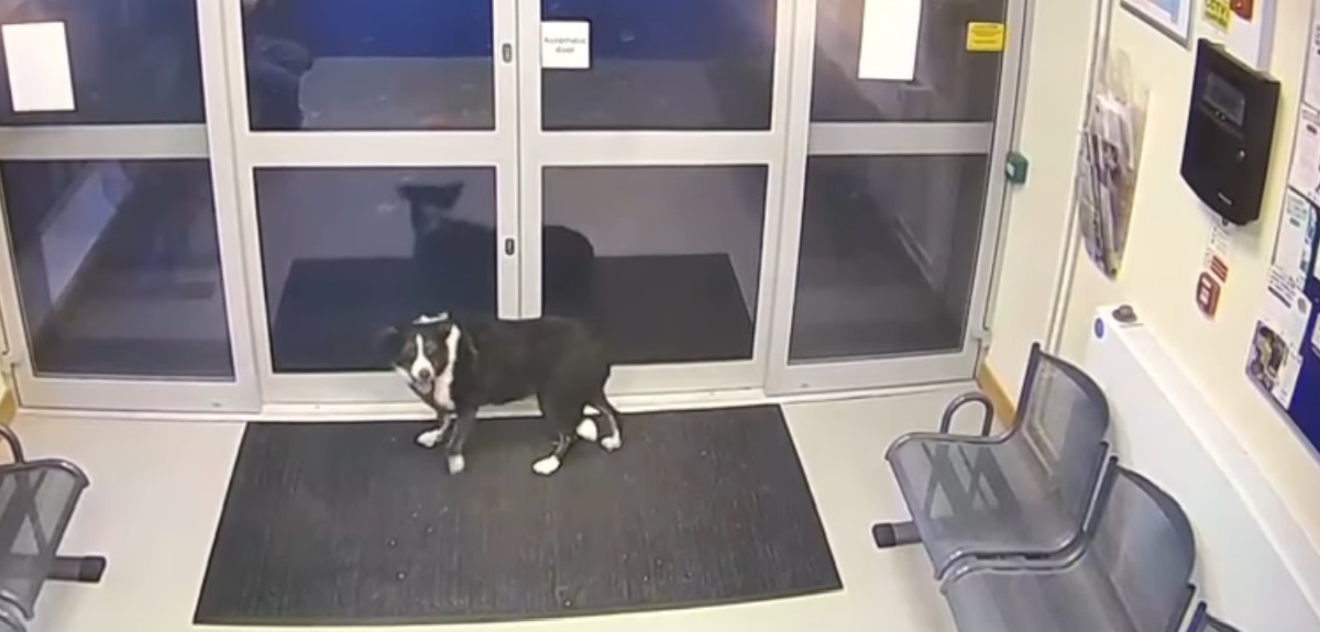 Perrita llegó a comisaría buscando ayuda tras perderse: se asustó con pirotecnia mientras paseaba