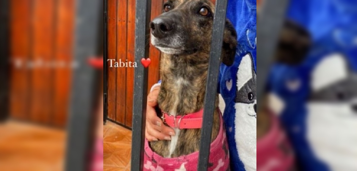 Adulta mayor que fue desahuciada busca que adopten a su perrita: 