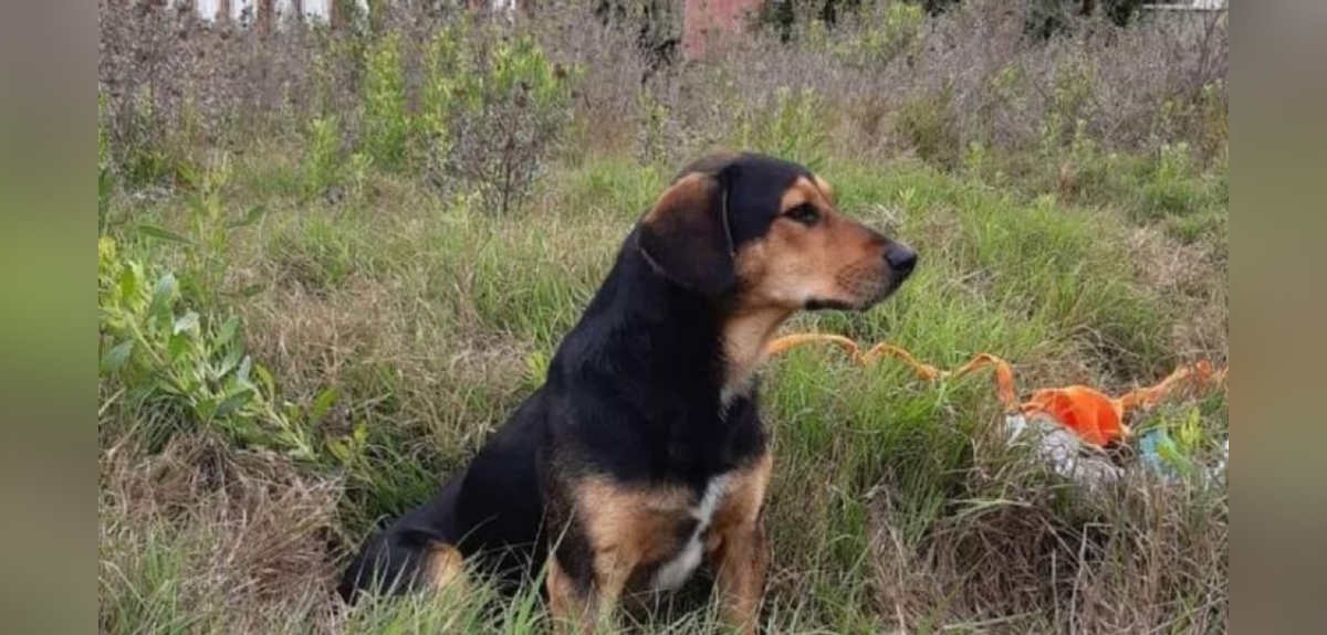 “Peluchin”: la desoladora historia del perro que sigue esperando a su dueño fallecido en La Serena