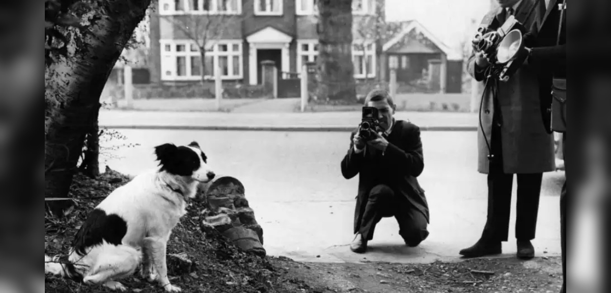 La asombrosa historia de Pickles: el perro que recuperó la Copa del Mundo robada en 1966