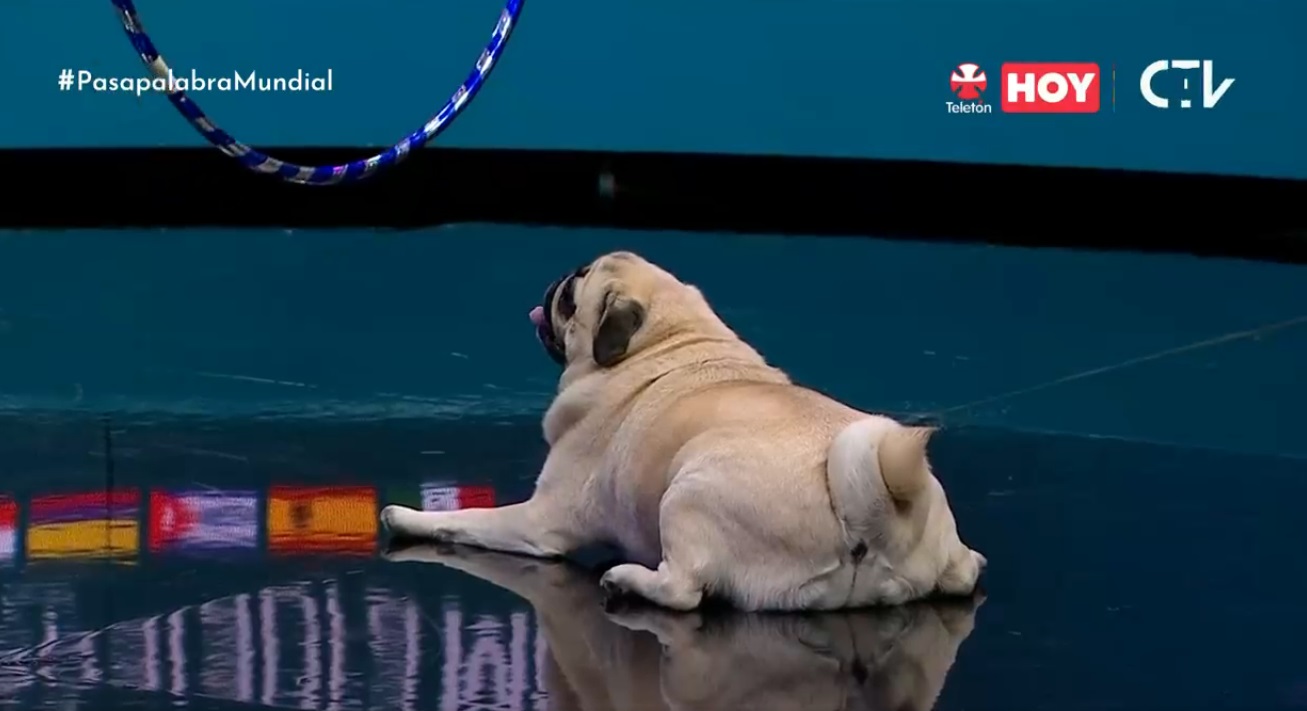 Julián Elfenbein perrita pug Pasapalabra