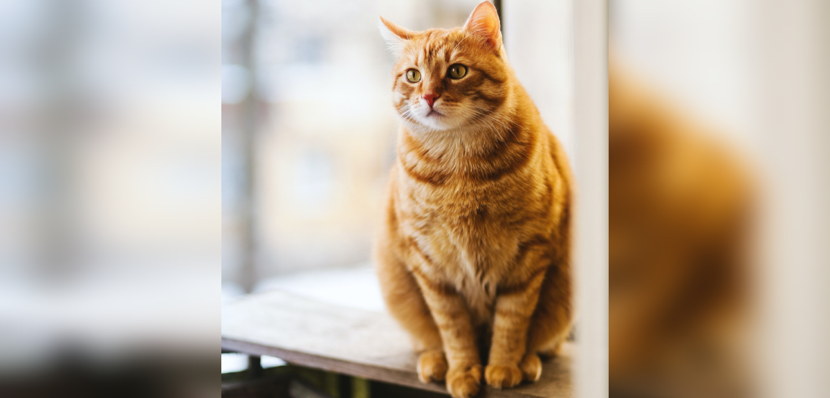 Veinte abogados defenderán a gato extraviado por aerolínea boliviana: lleva 13 días desaparecido