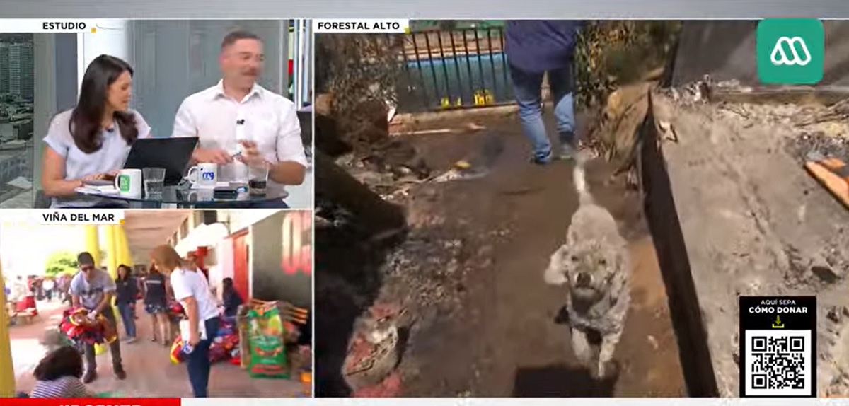 Neme se emocionó con perrito sobreviviente de incendio en Viña del Mar