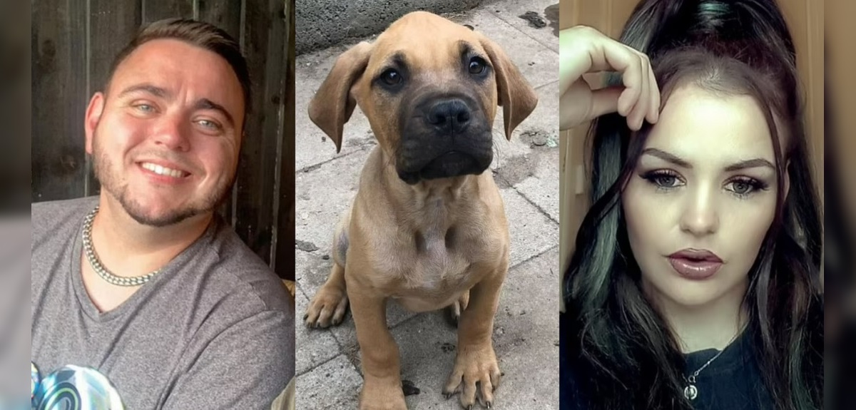 En venganza: pareja atacó a mujer que vendió perro a punto de morir para que sintiera el mismo dolor